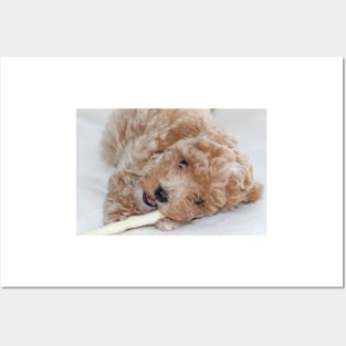 Maltipoo Puppy Posters and Art